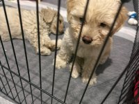 Maltipoo kalite yavrular ırk sağlık garantili
