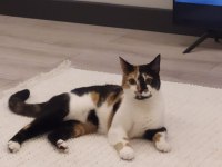 2 yaşında kedimiz Lady imizi sahiplendiriyoruz