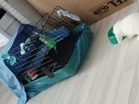 Sahibinden Orijinal Hollanda Teddy Lop Tavşanı