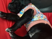 2 aylık yavru cane corso