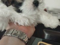 40 günlük ırk garantili shih tzu yavrular