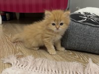 30 günlük british shorthair bebekler yeni yuvalarını arıyor