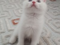 Sadece aileye british shorthair