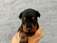 DOBERMAN SECERELİ YAVRULAR