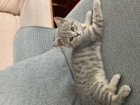 3 buçuk aylık british shorthair yavru