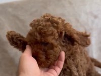 Toy poodle