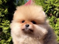 Daha İyisi Yok Ayı Surat Pomeranian Boo