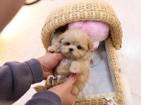STAR MALTİPOO BEBEKLERİMİZ