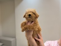 Maltipoo Bebekler 