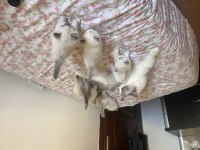 Ragdoll Yavruları