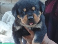 Macar koca kafa rottweiler yavrumuz