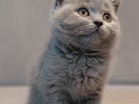 British shorthair erkek yavrumuz