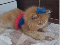 İran exotic longhair bebekler