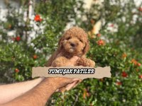 Sevimli Irk Toy Poodle