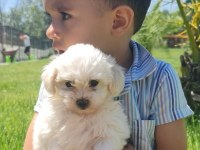 SAFKAN MALTESE TERRIER (MALTA KÖPEĞİ)