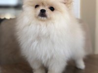 3 aylık dişi orijinal pomeranian boo