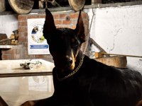 6 AYLIK DOBERMAN