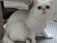 Champyon aileden yetişkin kediler