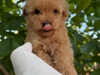 TOY POODLE BEBEKLERİ