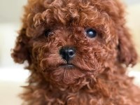 Toy Poodle Yavrularımız