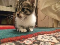 Sevimli çok sevecen ücretsiz bebek kediler acil yuva