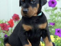 Safkan A Kalite Doberman dişi erkek yavrularımız
