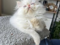 İran Persian ( SHOW KALİTE )