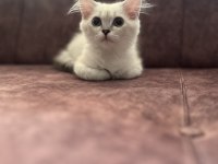 Scottish blue point
