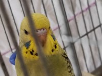 3 yumurtalı genç kurulu hazır çift muhabbet kuşu