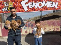 Toy Poodle Yavrular Maltipolar Maltes Morkie Ankarada