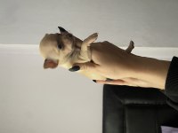 Safkan chihuahua yavruları