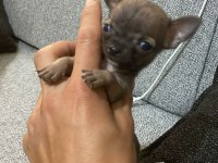 Harika mini güzel renkli şivava bebekler