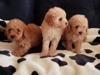 SEVİMLİ POODLE YAVRULAR