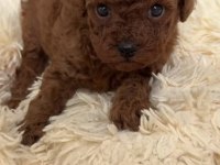 Toy Poodle Köpeğimiz Sağlıklı