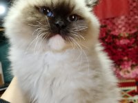 Ragdoll Seal Mitted Erkek Yavrum Ailesini Arıyor