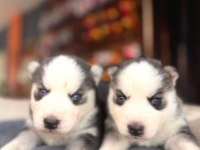 Burkemden a kan husky yavrularımız