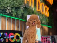 Kore yetişkin dişi erkek poodle