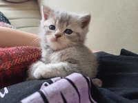 British Shorthair Bebekler, %100 Irk Garantisi