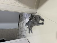 Ücretsiz british shorthair kedimiz