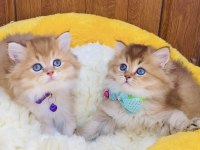 Üst düzey golden NY12 Brıtısh shorthair 