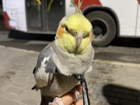 Evcil konuşabilen sultan papağanı