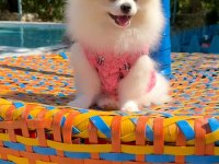 Pomeranian gülen surat