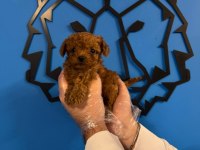 IRK GARANTİLİ RED TOY POODLE YAVRULARIMIZ