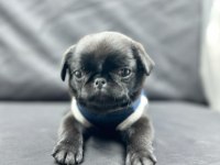 3 ay günlük Siyah Pug Yavrusu