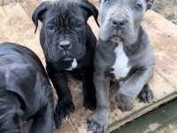 Irkının en iyisi cane corso yavrular kapıda ödeme mevcut
