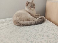 SAMSUN BRİTİSH LONGHAİR KEDİMİZ