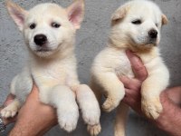 Tarım ve orman bakanlığı onaylı çiftlikten husky