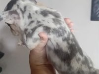 French bulldog köpeği blue merle tan isabella carrier