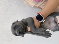 İzabel blue cane corselar
