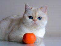 BEYAZ SAFKAN ŞECERELİ BRITISH SHORTHAIR